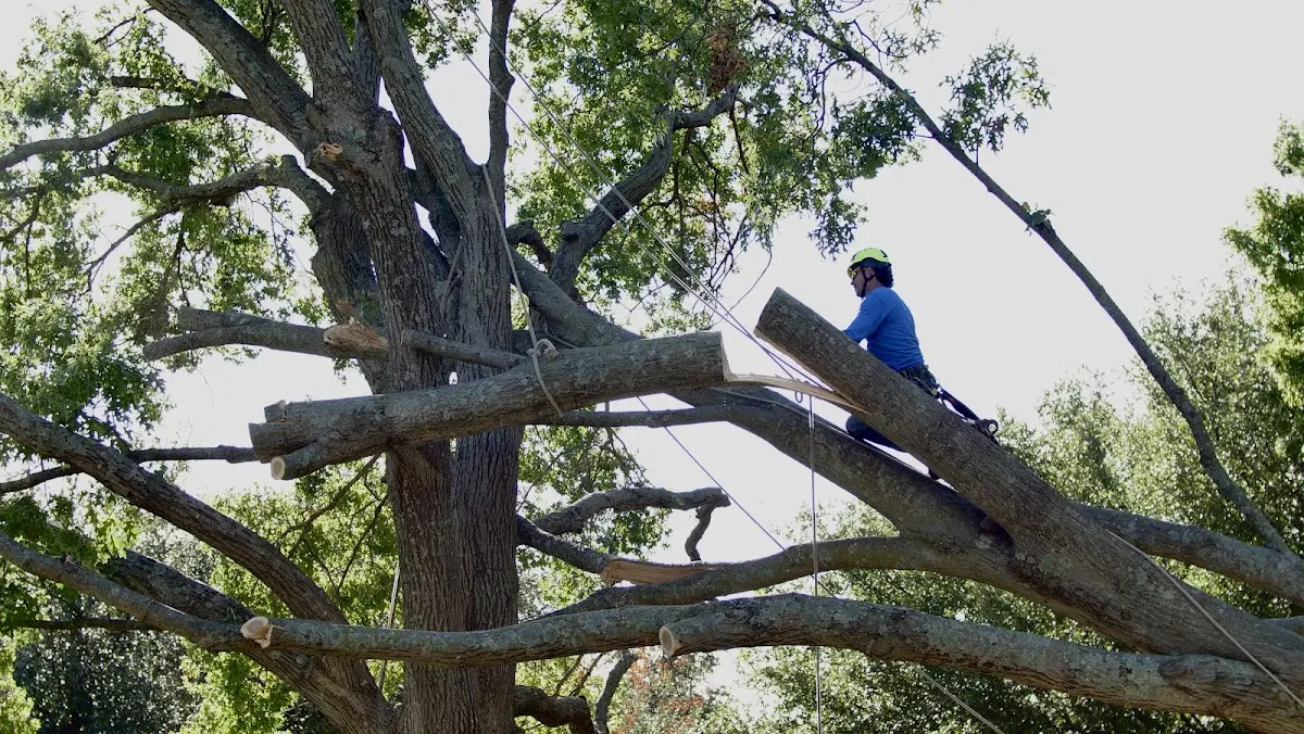 Professional Crown Thinning performed by certified arborists in Shawnee